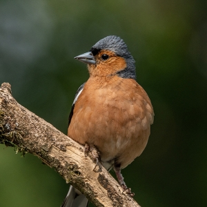 Redwell   16 06 2020   D500   Les 200.jpg